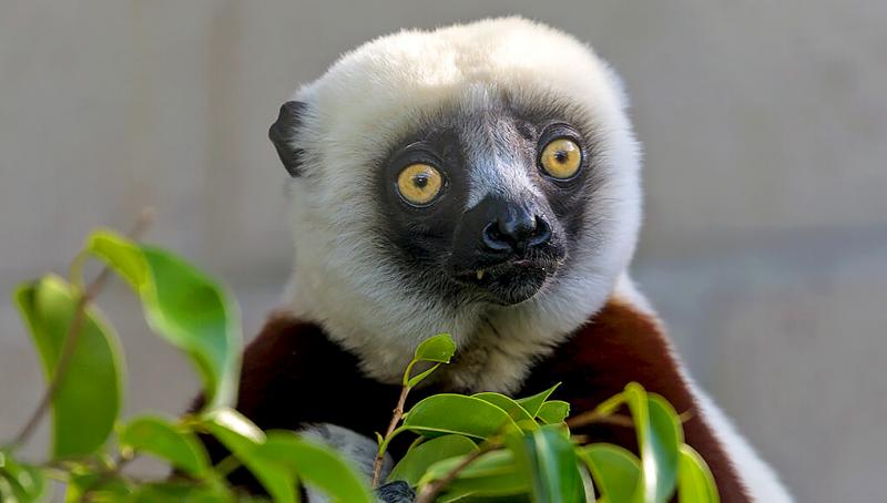 madagascar animals